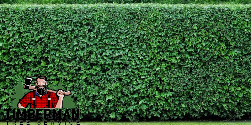 Hedge Trimming Fargo, ND